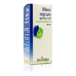 Ribes Nigrum Gemme 1 dh Boiron