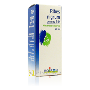Ribes Nigrum Gemme 1 dh Boiron